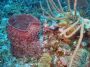 AmbergrisCaye05 - 108